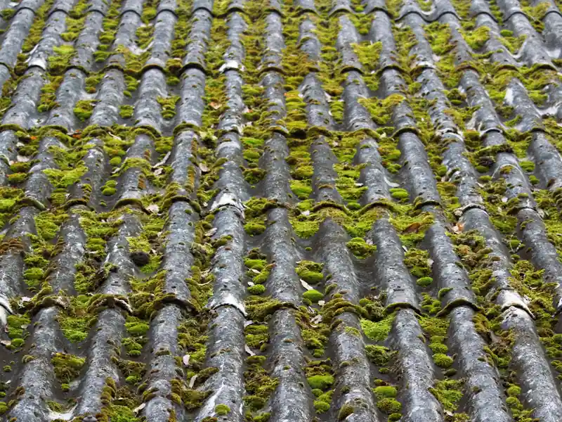 Mousse installée entre les rangs d'une toiture